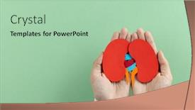  Presentation with kidneys - Slides enhanced with composition-of-hands-holding-kidneys background and a mint green colored foreground