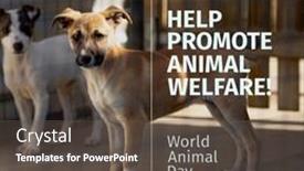  Presentation with welfare - Presentation design consisting of composition-of-help-promote-animal background and a dark gray colored foreground