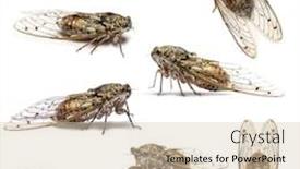  Presentation with monarch butterfly isolated on white - Slide deck enhanced with composition-of-many-cicada-isolated background and a soft green colored foreground