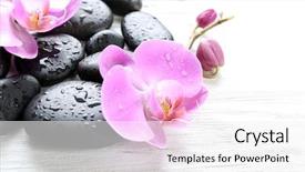  Presentation with orchid - Amazing slide set having composition of orchid and pebbles backdrop and a white colored foreground
