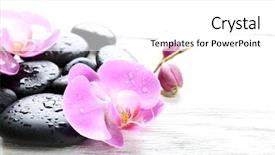  Presentation with orchid - Slide set with composition of orchid and pebbles background and a white colored foreground