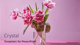  Presentation with photo tulips - Presentation design enhanced with composition of pink tulips in a glass vase on a pink background photo as a postcard background and a lemonade colored foreground