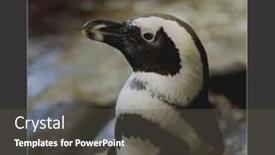  Presentation with wildlife - Slide set featuring composition-of-world-penguin-day background and a dark gray colored foreground