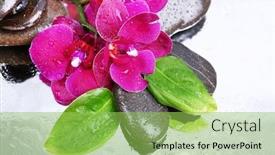  Presentation with water color - Colorful presentation design enhanced with composition with beautiful blooming orchid with water drops and spa stones on light color background backdrop and a yellow colored foreground