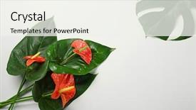  Presentation with tropical flowers - Beautiful PPT theme featuring composition with beautiful tropical flowers backdrop and a sky blue colored foreground