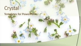  Presentation with forget - PPT theme with composition with forget-me-nots background and a cream colored foreground