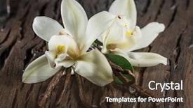  Presentation with dried vanilla pods and flowers - Presentation theme consisting of compound - dried vanilla sticks and vanilla background and a tawny brown colored foreground