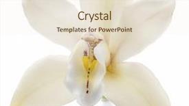  Presentation with vanilla - Cool new PPT layouts with compound - vanilla orchid vanilla flower isolated backdrop and a lemonade colored foreground