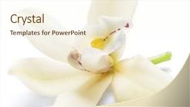  Presentation with vanilla - Presentation consisting of compound - vanilla orchid vanilla flower isolated background and a cream colored foreground