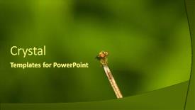  Presentation with fly - Amazing PPT theme having compound-eyes-of-a-robber backdrop and a tawny brown colored foreground