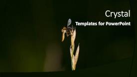  Presentation with fly - Slide set featuring compound-eyes-of-a-robber background and a black colored foreground