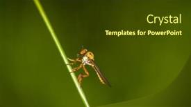  Presentation with fly - Beautiful PPT layouts featuring compound-eyes-of-a-robberr backdrop and a tawny brown colored foreground