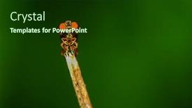  Presentation with fly - Amazing theme having compound-eyes-of-a-robberr backdrop and a tawny brown colored foreground