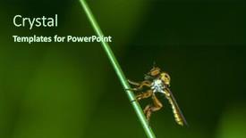  Presentation with fly - Presentation theme enhanced with compound-eyes-of-a-robberr background and a tawny brown colored foreground