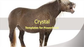  Presentation with white horse - Presentation having comtois horse a draft horse equus caballus 10 years old standing with mouth open in front of white background background and a tawny brown colored foreground