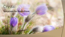  Presentation with czech republic - Presentation theme consisting of concave-in-np-podyji-czech background and a lemonade colored foreground