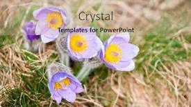  Presentation with czech republic - PPT theme consisting of concave-in-np-podyji-czech background and a coral colored foreground