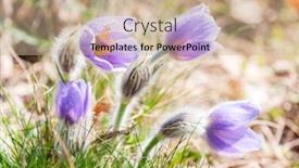  Presentation with czech republic - Presentation design consisting of concave-in-np-podyji-czech background and a coral colored foreground