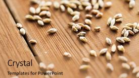  Presentation with cereal grains - Audience pleasing presentation theme consisting of concept - close up of malt backdrop and a coral colored foreground