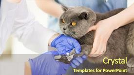  Presentation with pet grooming - Beautiful theme featuring concept - close up of vet backdrop and a tawny brown colored foreground