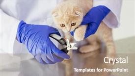  Presentation with grooming pet - Slide set having concept - close up of vet background and a coral colored foreground