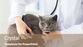  Presentation with animals - Slide deck enhanced with concept - close up of vet background and a coral colored foreground