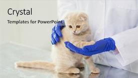  Presentation with fold - Slide deck consisting of concept - close up of vet background and a  colored foreground