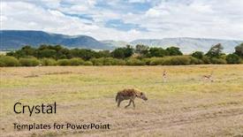  Presentation with animal nature - Cool new PPT layouts with concept - hyena and thomsons gazelle backdrop and a coral colored foreground