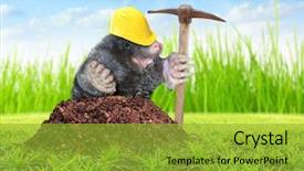  Presentation with animal agriculture - PPT theme enhanced with concept funny picture of animal background and a gold colored foreground