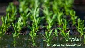  Presentation with plants growing - Presentation theme enhanced with growth plants growing in few background and a tawny brown colored foreground