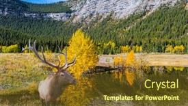  Presentation with abraham - Theme with concept of active and ecological tourism canadian deer with branched horns resting on the shore of the lake lake abraham is the colossal pond in the rockies of canada background and a tawny brown colored foreground