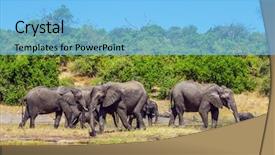  Presentation with elephants - Cool new slide set with concept of active tourism elephants are located on the river bank watering in the okavango delta chobe national park in botswana backdrop and a light blue colored foreground