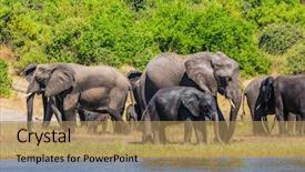  Presentation with african river - Beautiful presentation theme featuring concept of active tourism large herd of african elephants at the watering river okavango botswana chobe national park backdrop and a coral colored foreground
