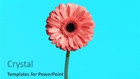  Presentation with gerbera daisy pink flower - Theme having concept-of-beauty-nature background and a cyan colored foreground
