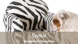  Presentation with welcome multilingual concept spanish and english - Beautiful slide deck featuring concept of dog being allowed backdrop and a coral colored foreground