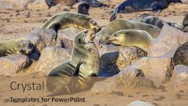  Presentation with africa tourism - Cool new PPT layouts with concept-of-ecological-active backdrop and a coral colored foreground