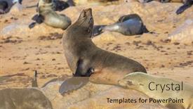  Presentation with africa tourism - Amazing slide set having concept-of-ecological-active backdrop and a coral colored foreground