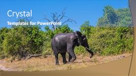  Presentation with exotic animals - Colorful slide set enhanced with concept of exotic tourism fascinating journey to africa watering large animals in the okavango delta chobe national park elephant - single backdrop and a teal colored foreground