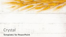  Presentation with harvest - Amazing PPT theme having concept-of-fall-harvest-autumn backdrop and a cream colored foreground