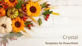  Presentation with thanksgiving - Audience pleasing PPT layouts consisting of concept-of-fall-harvest backdrop and a sky blue colored foreground