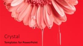  Presentation with gerbera daisy - Slide set enhanced with concept-of-freshness-illustrated background and a red colored foreground