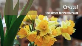  Presentation with graduation kindergarten - PPT theme having concept-of-graduation-in-kindergarten background and a tawny brown colored foreground