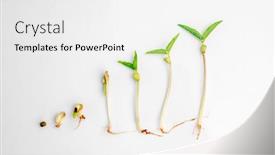  Presentation with seed growing - Colorful presentation theme enhanced with concept-of-growing-much-microgreens backdrop and a white colored foreground