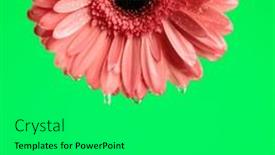  Presentation with gerbera daisy - Presentation featuring concept-of-morning-dew-illustrated background and a shamrock green colored foreground