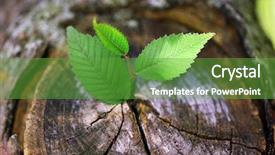  Presentation with seedling - Presentation design featuring concept of new life background and a tawny brown colored foreground