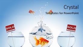  Presentation with fish aquarium - Slides having concept of real estate background and a light blue colored foreground