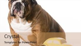  Presentation with pets - Cool new PPT layouts with concept of travelling with pets - english bulldog sitting beside toy car on white background backdrop and a coral colored foreground
