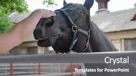  Presentation with lover - PPT layouts enhanced with concept of volunteering at animal background and a dark gray colored foreground