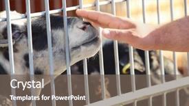  Presentation with animal shelter - Theme enhanced with concept of volunteering at animal background and a  colored foreground