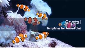  Presentation with black sea - Audience pleasing PPT theme consisting of concept-to-be-yourself backdrop and a navy blue colored foreground